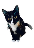 Black & White Tuxedo Cat Vinyl Sticker